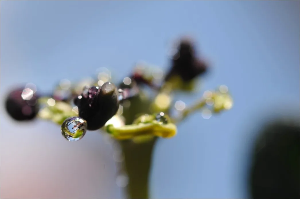 Detail Wassertropfen Auf Frucht Makro Nahaufnahme Number 19