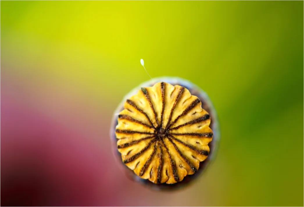 Detail Wassertropfen Auf Frucht Makro Nahaufnahme Number 3