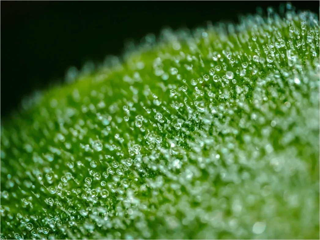 Detail Wassertropfen Auf Frucht Makro Nahaufnahme Number 6