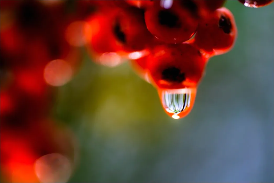 Detail Wassertropfen Auf Frucht Makro Nahaufnahme Number 7