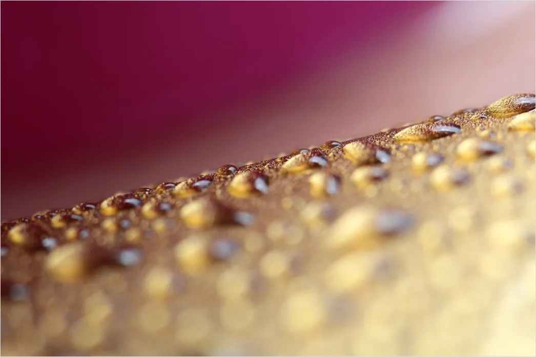 Detail Wassertropfen Auf Frucht Makro Nahaufnahme Number 8