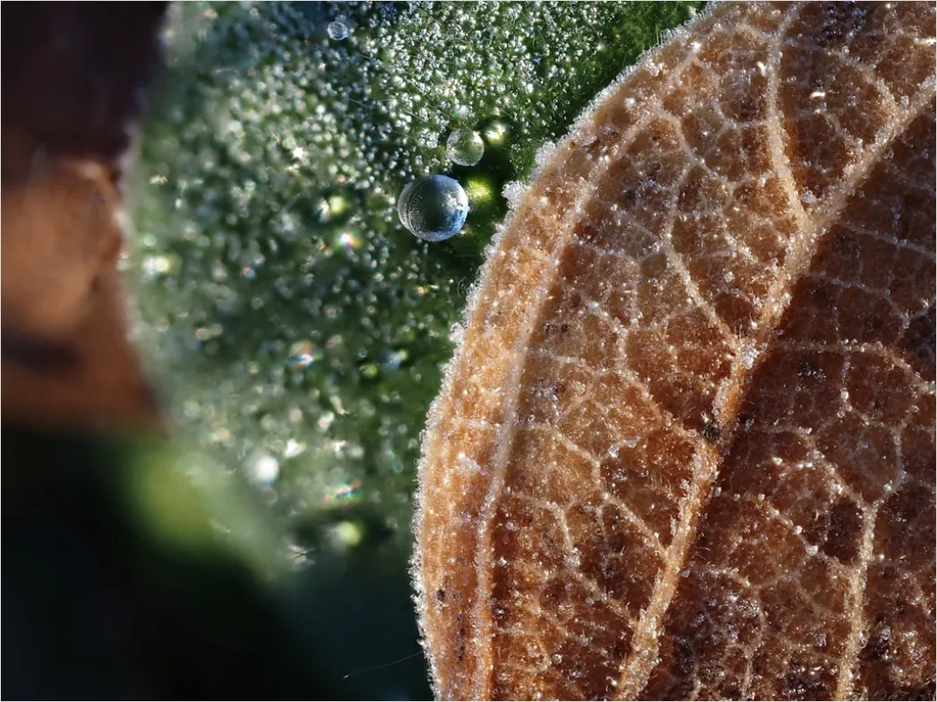 Detail Wassertropfen Auf Frucht Makro Nahaufnahme Number 9