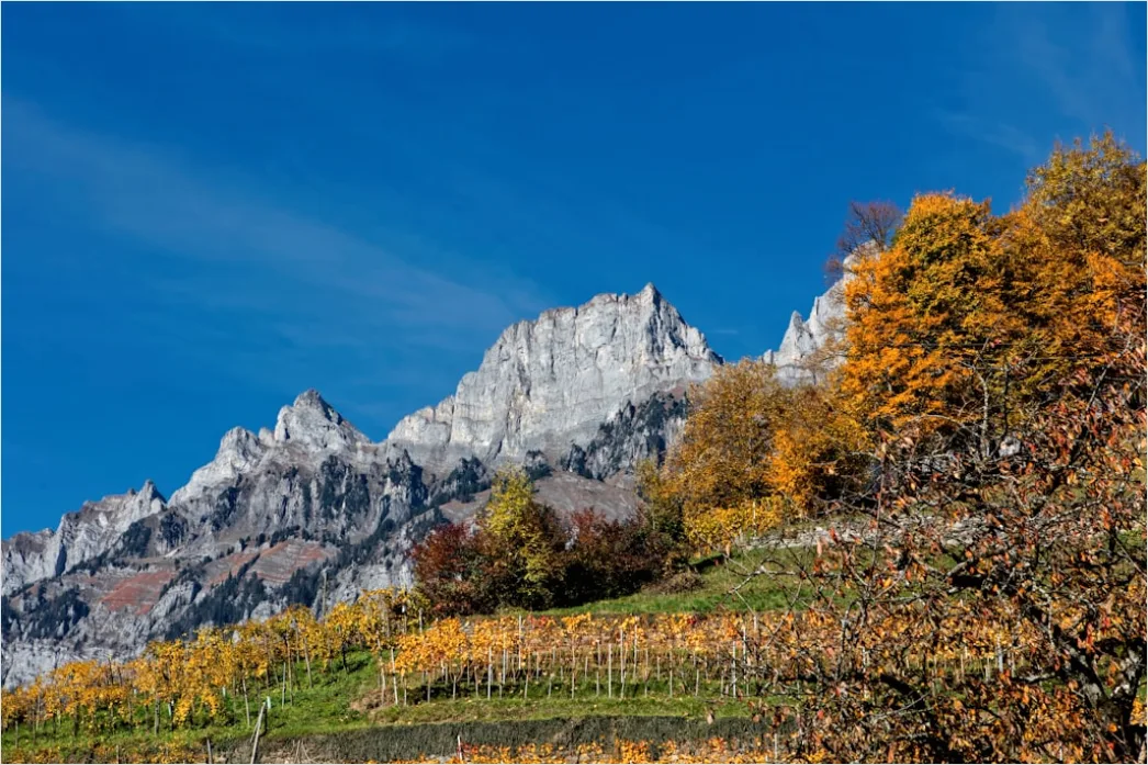 Weinberg Herbst Laub Bunt Reihen 5a4e