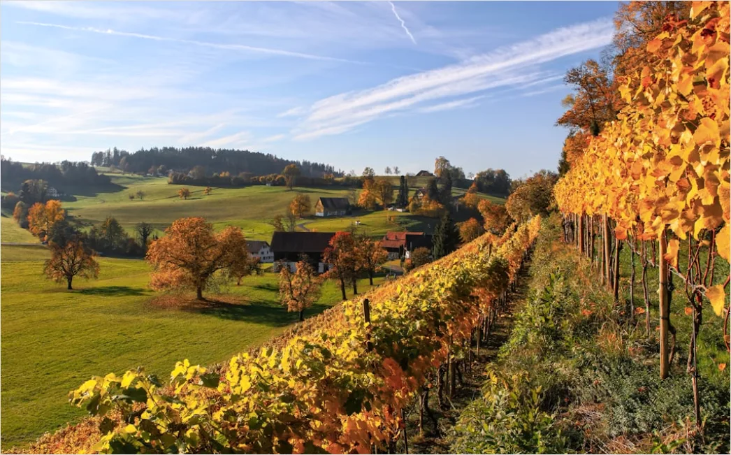 Detail Weinberg Herbst Laub Bunt Reihen Number 2
