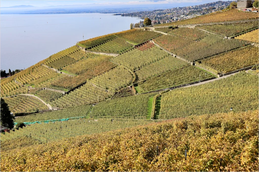 Detail Weinberg Herbst Laub Bunt Reihen Number 11