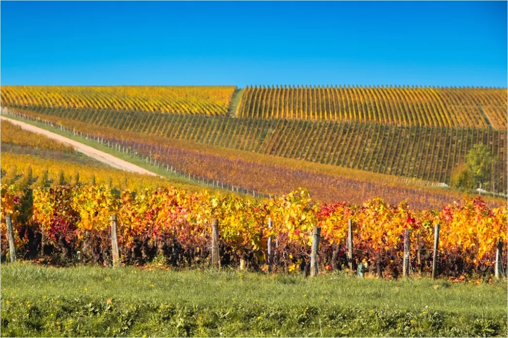Detail Weinberg Herbst Laub Bunt Reihen Number 12