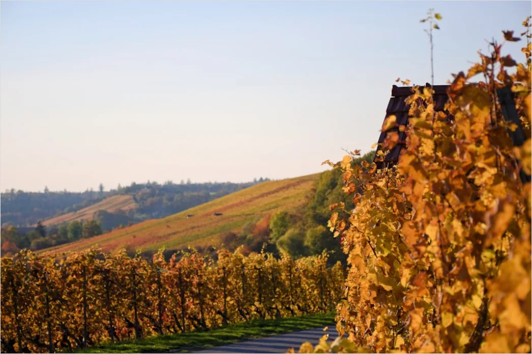 Detail Weinberg Herbst Laub Bunt Reihen Number 13