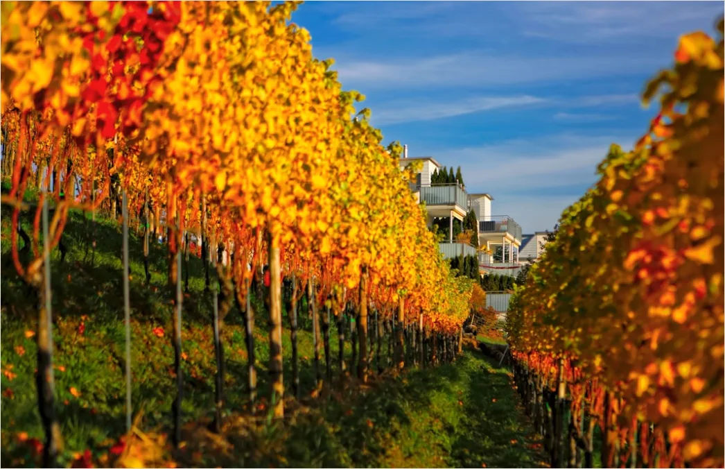Detail Weinberg Herbst Laub Bunt Reihen Number 14