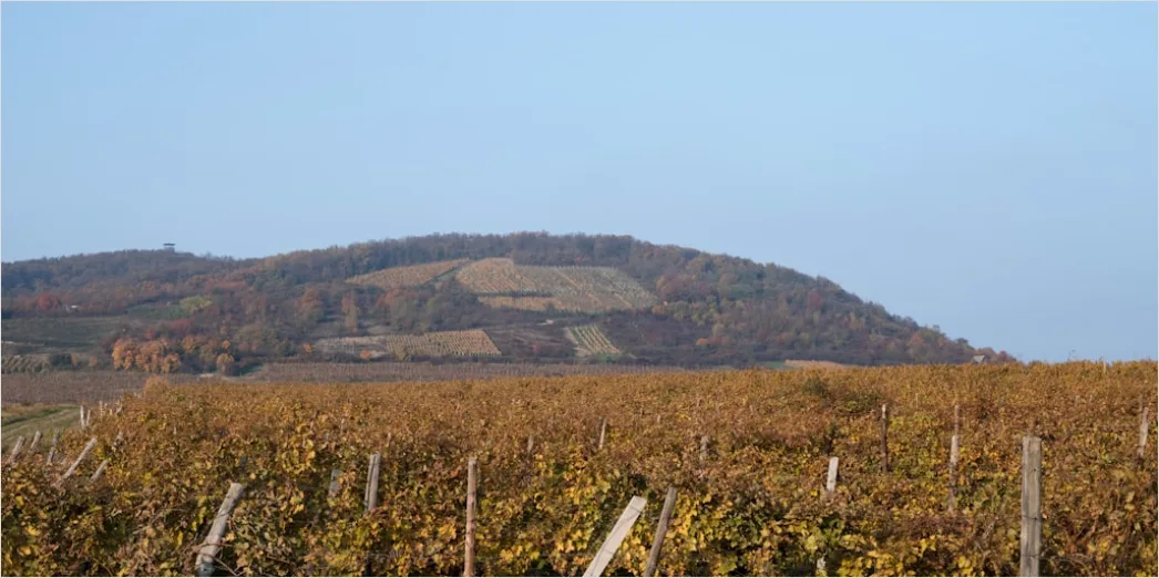 Detail Weinberg Herbst Laub Bunt Reihen Number 15