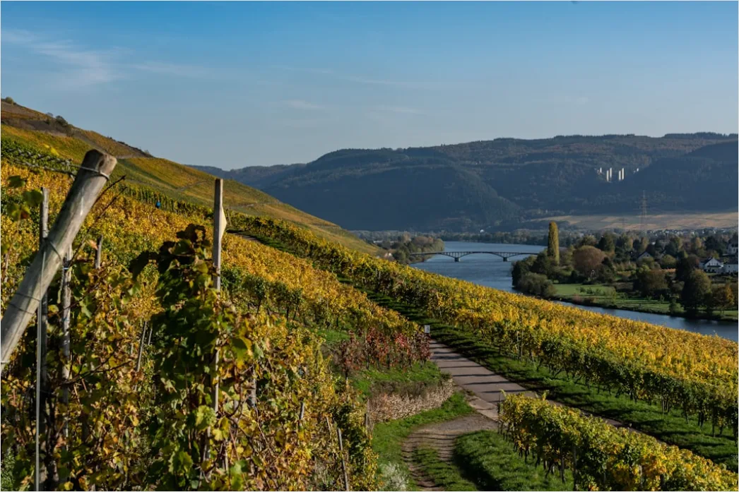 Detail Weinberg Herbst Laub Bunt Reihen Number 16