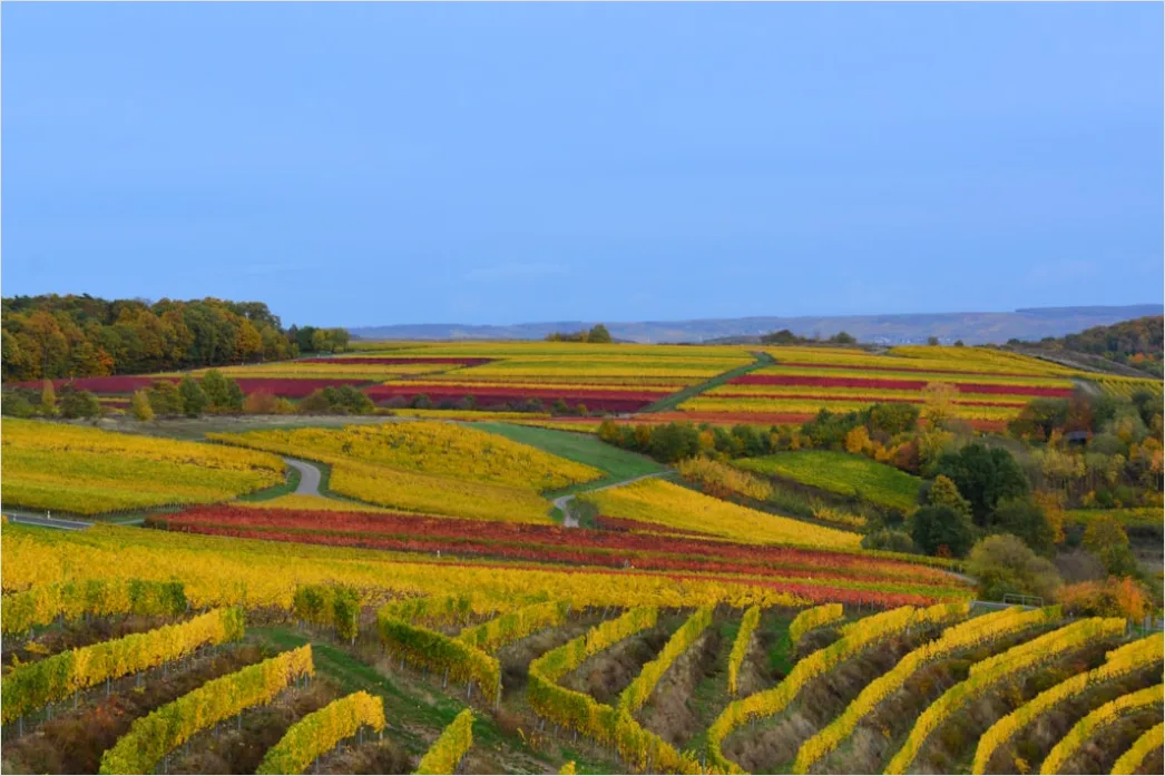 Detail Weinberg Herbst Laub Bunt Reihen Number 17
