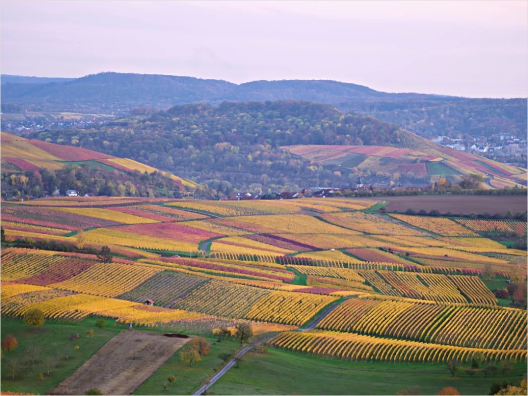 Detail Weinberg Herbst Laub Bunt Reihen Number 18