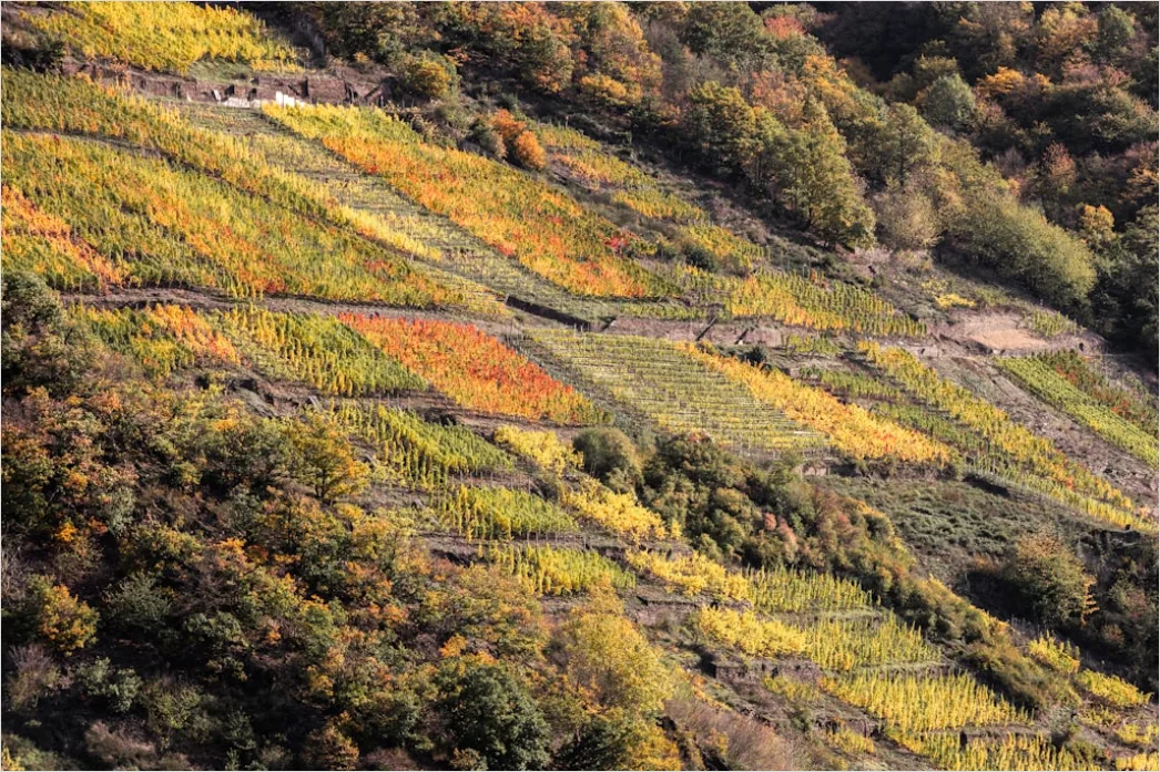 Detail Weinberg Herbst Laub Bunt Reihen Number 19