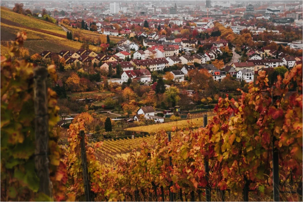 Detail Weinberg Herbst Laub Bunt Reihen Number 20