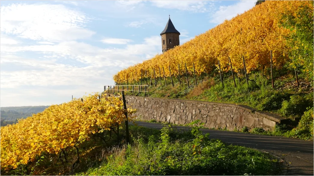 Detail Weinberg Herbst Laub Bunt Reihen Number 3