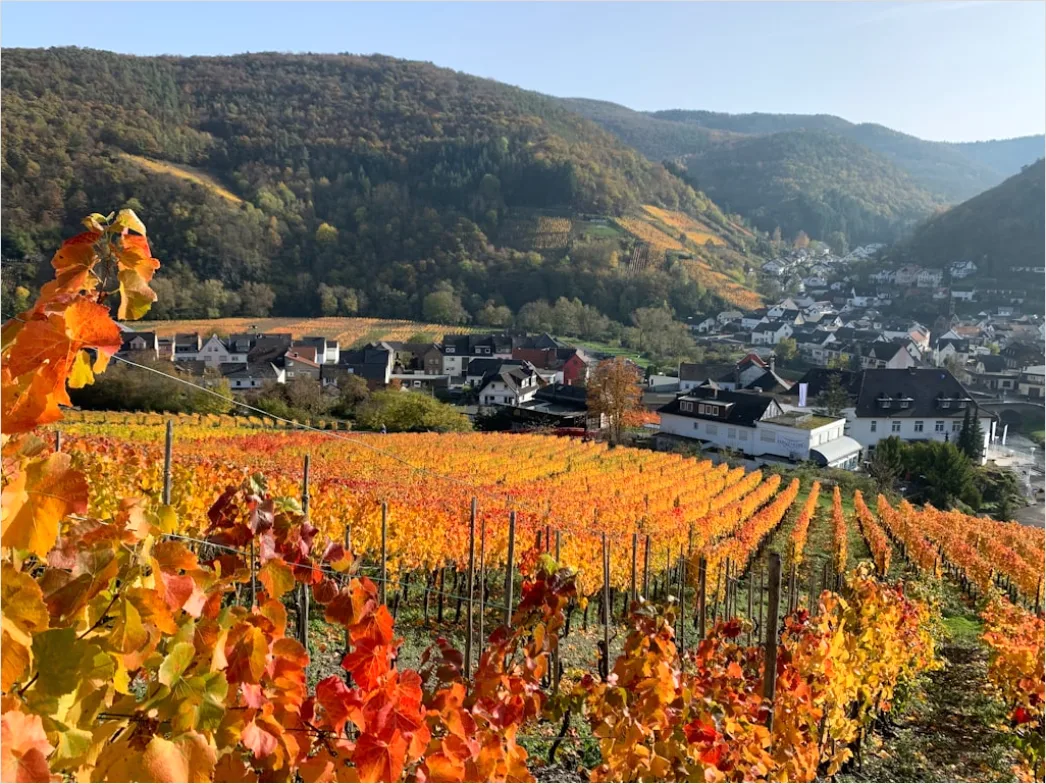 Detail Weinberg Herbst Laub Bunt Reihen Number 4