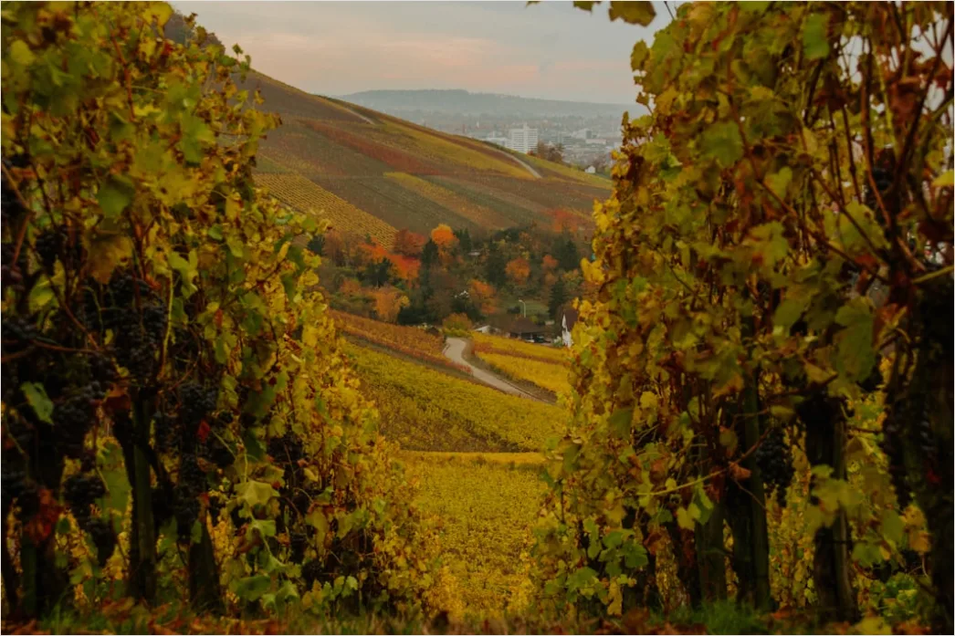 Detail Weinberg Herbst Laub Bunt Reihen Number 5