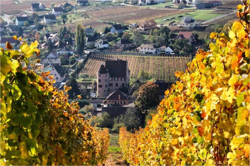 Detail Weinberg Herbst Laub Bunt Reihen Number 6
