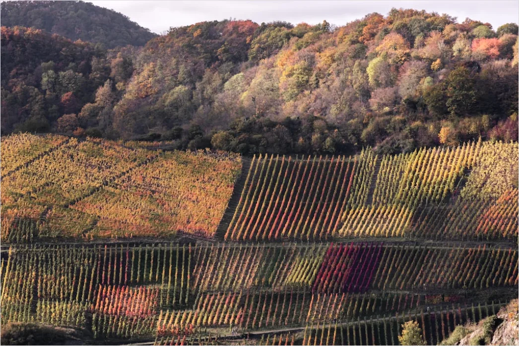 Detail Weinberg Herbst Laub Bunt Reihen Number 7