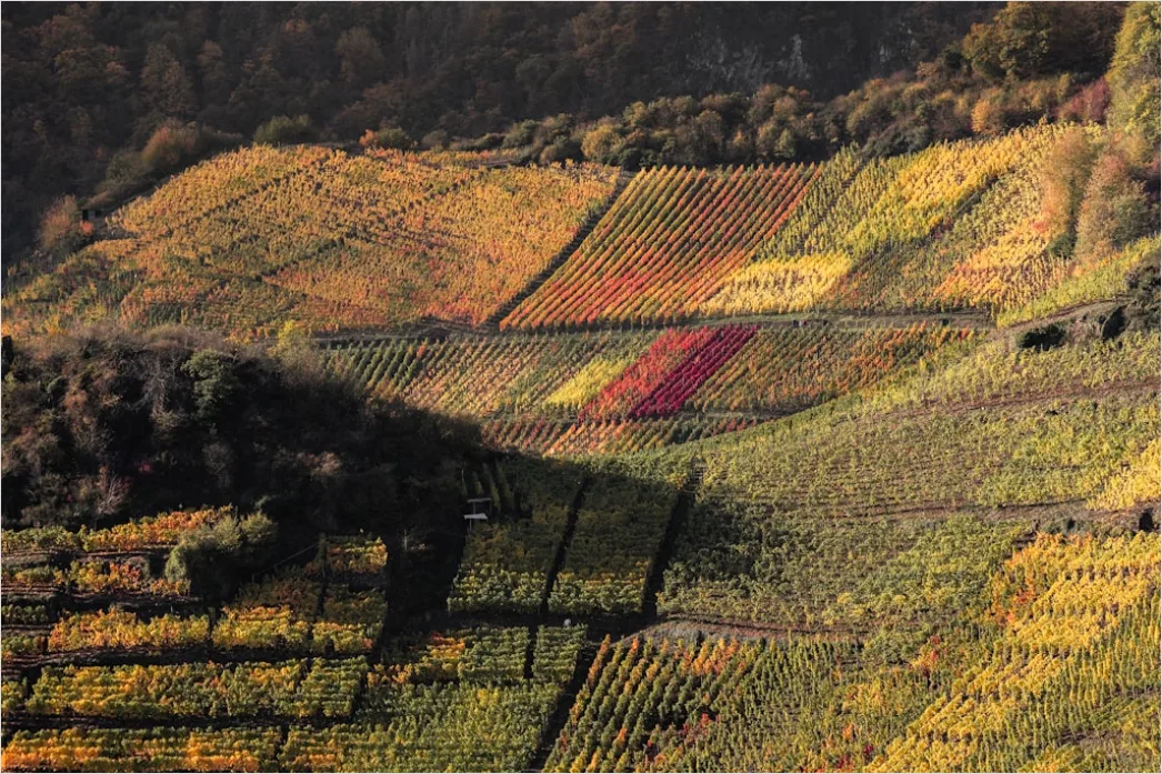 Detail Weinberg Herbst Laub Bunt Reihen Number 8