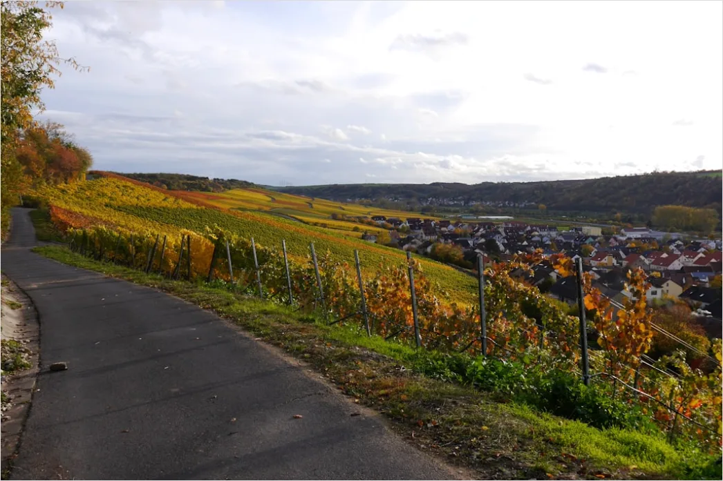 Detail Weinberg Herbst Laub Bunt Reihen Number 9