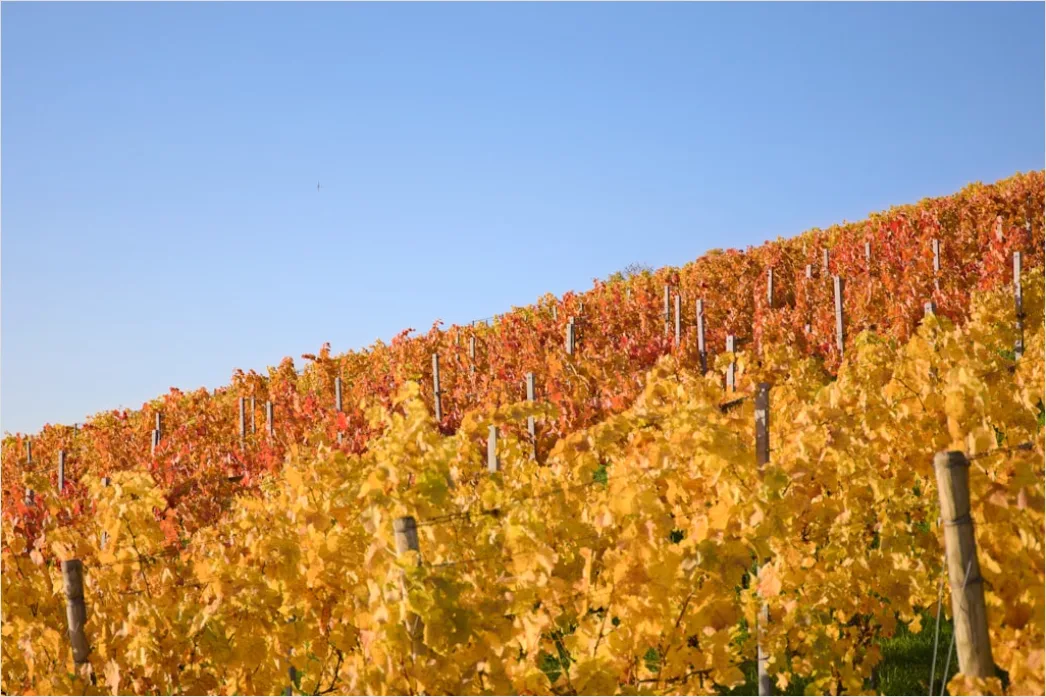 Detail Weinberg Herbst Laub Bunt Reihen Number 10