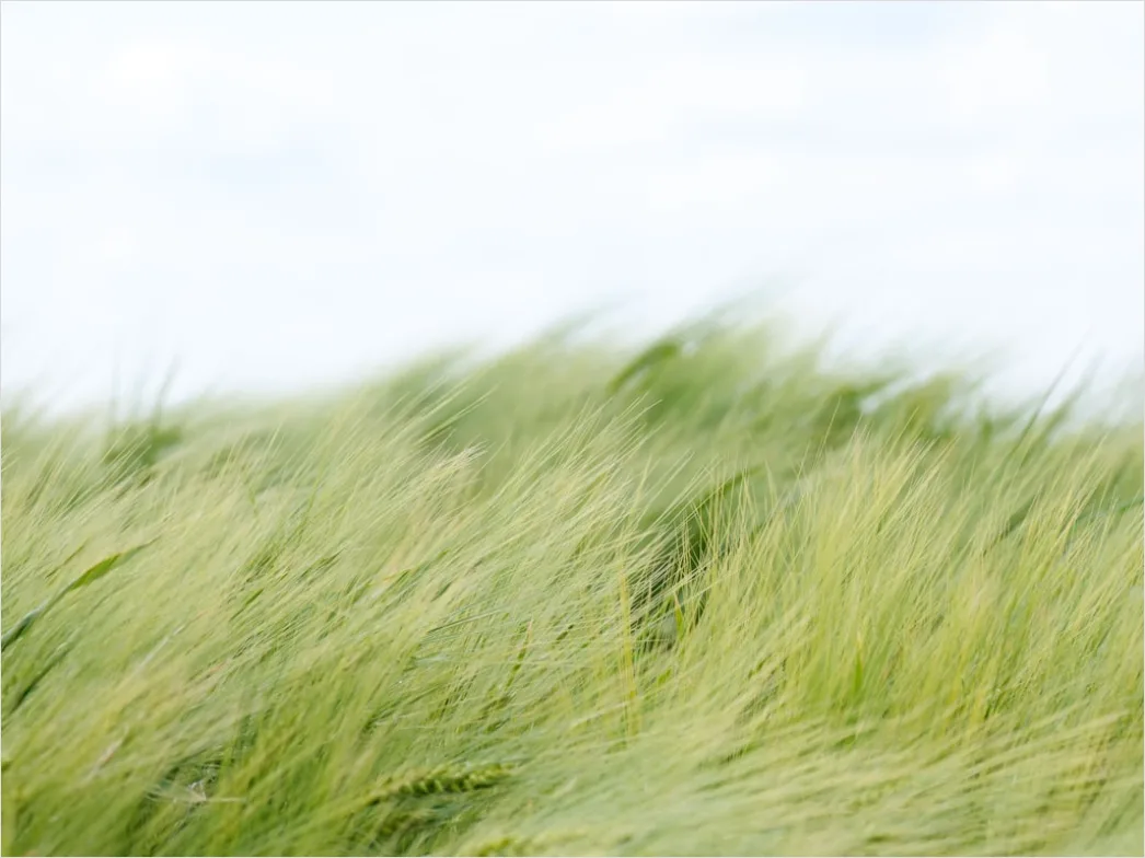 Weizenfeld Sommer Wind Wellen C5be