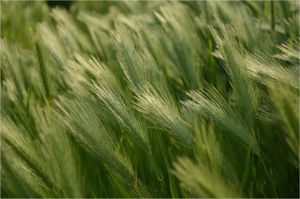 Detail Weizenfeld Sommer Wind Wellen Number 2