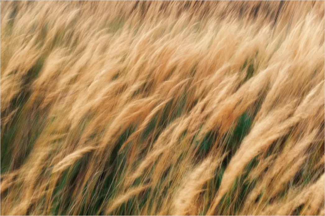 Detail Weizenfeld Sommer Wind Wellen Number 11