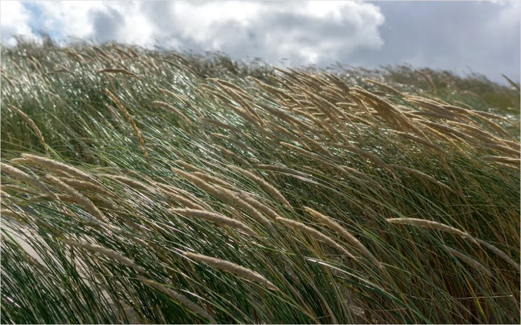 Detail Weizenfeld Sommer Wind Wellen Number 12