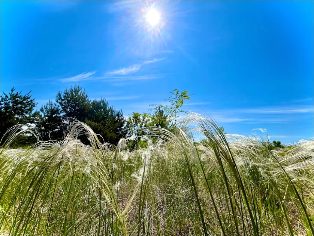 Detail Weizenfeld Sommer Wind Wellen Number 13