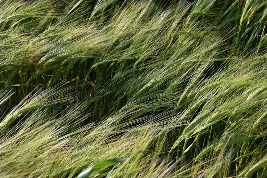 Detail Weizenfeld Sommer Wind Wellen Number 18