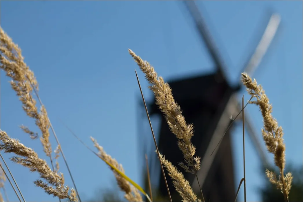 Detail Weizenfeld Sommer Wind Wellen Number 19
