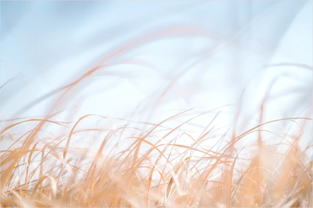 Detail Weizenfeld Sommer Wind Wellen Number 4