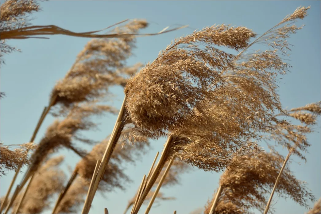 Detail Weizenfeld Sommer Wind Wellen Number 5
