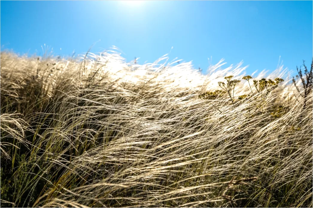 Detail Weizenfeld Sommer Wind Wellen Number 10