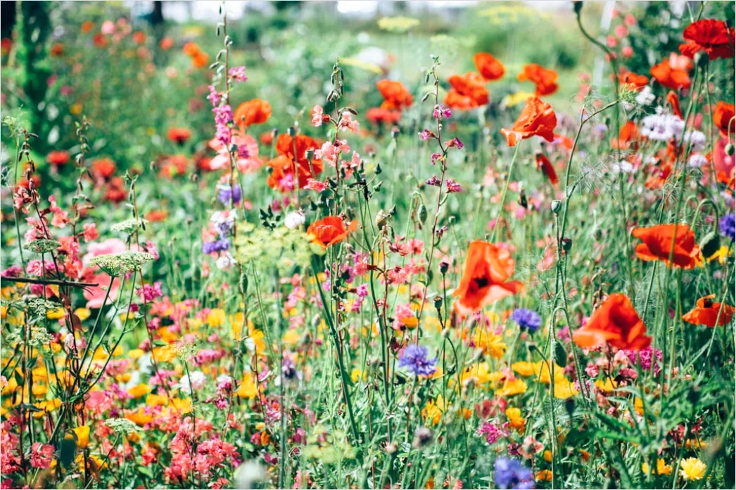 Detail Wiesenblumen Wildblumen Sommer Bunt Number 2
