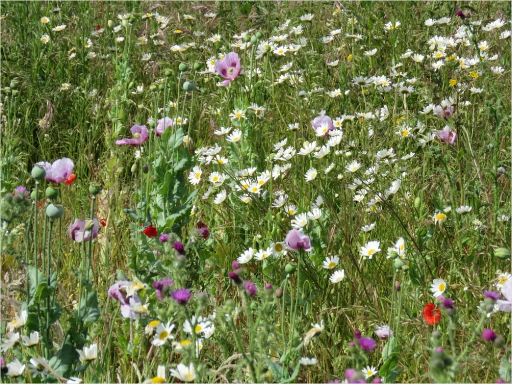 Detail Wiesenblumen Wildblumen Sommer Bunt Number 11
