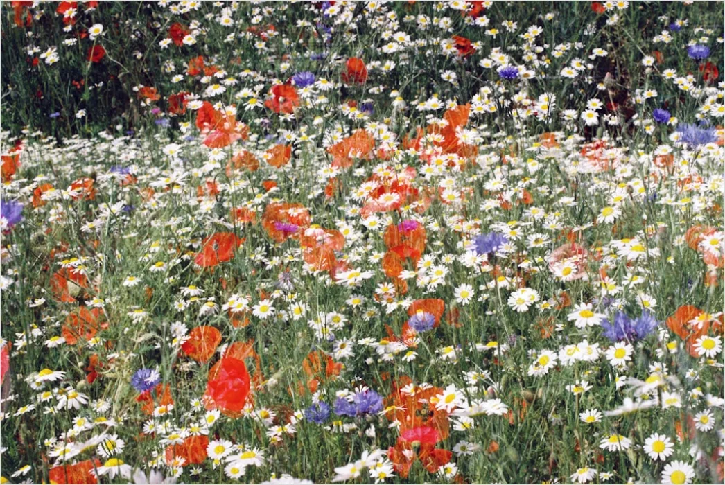 Detail Wiesenblumen Wildblumen Sommer Bunt Number 12