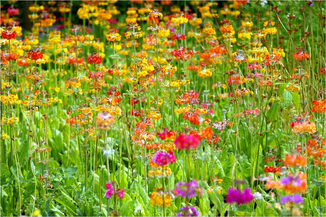 Detail Wiesenblumen Wildblumen Sommer Bunt Number 13
