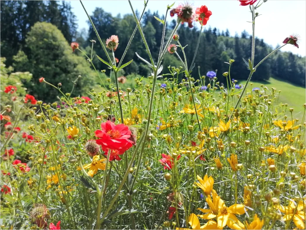 Detail Wiesenblumen Wildblumen Sommer Bunt Number 14