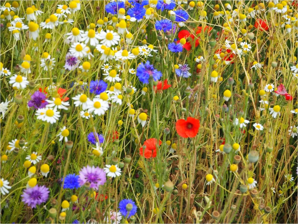 Detail Wiesenblumen Wildblumen Sommer Bunt Number 15