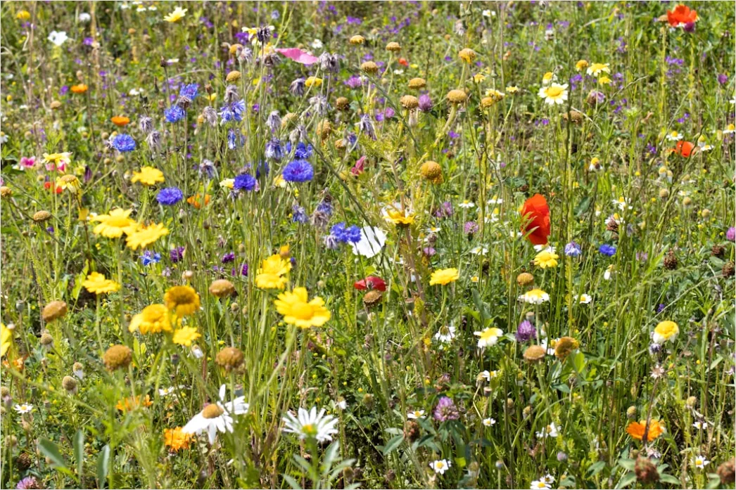 Detail Wiesenblumen Wildblumen Sommer Bunt Number 16