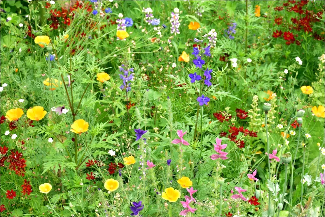 Detail Wiesenblumen Wildblumen Sommer Bunt Number 17