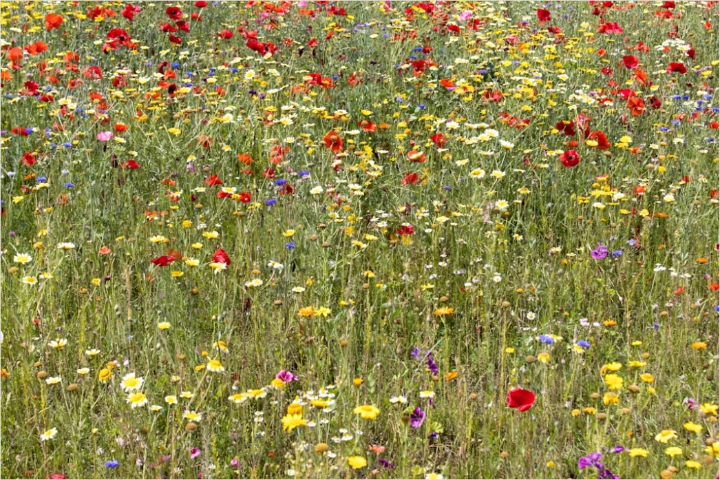 Detail Wiesenblumen Wildblumen Sommer Bunt Number 18