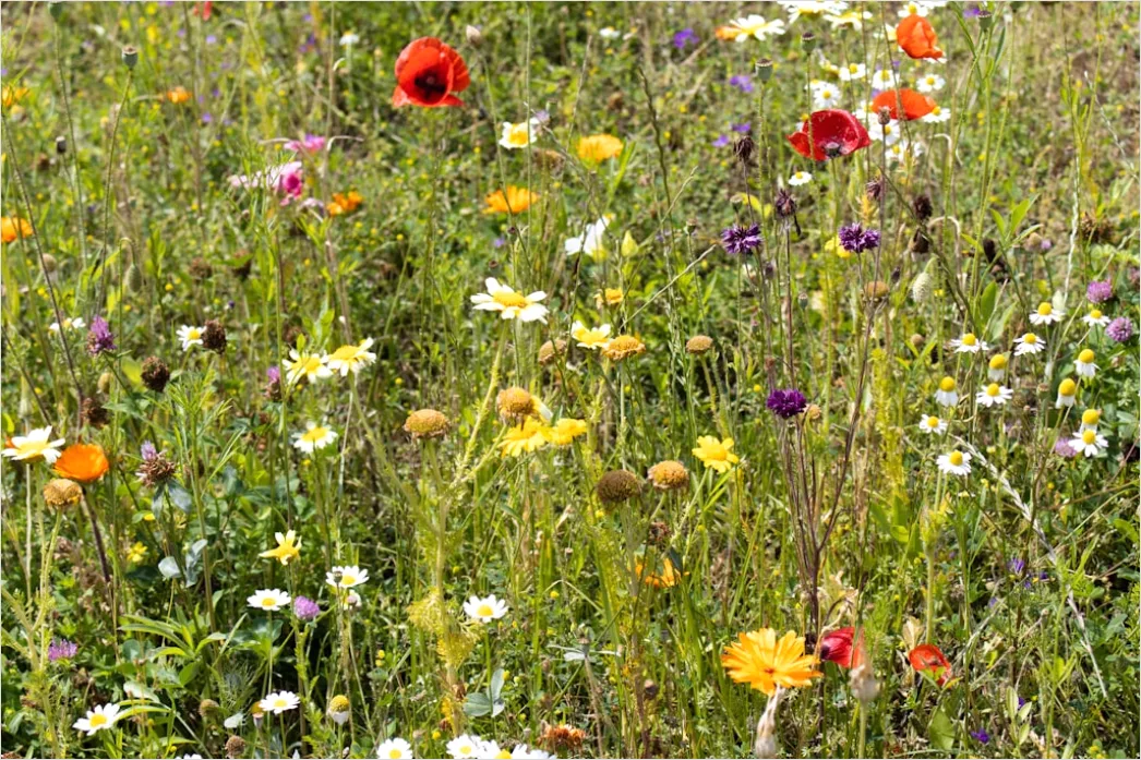 Detail Wiesenblumen Wildblumen Sommer Bunt Number 19