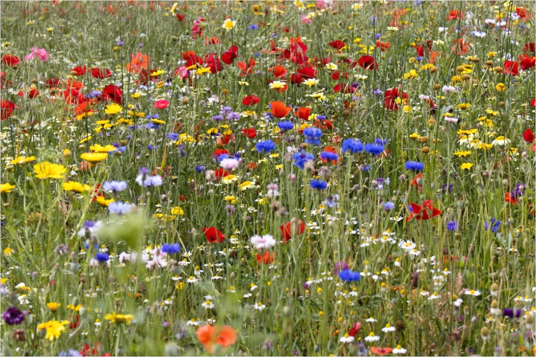 Detail Wiesenblumen Wildblumen Sommer Bunt Number 20