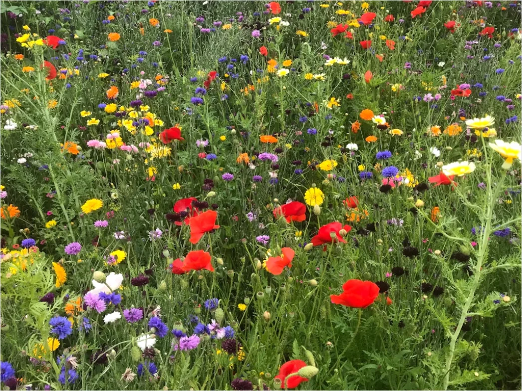 Detail Wiesenblumen Wildblumen Sommer Bunt Number 3