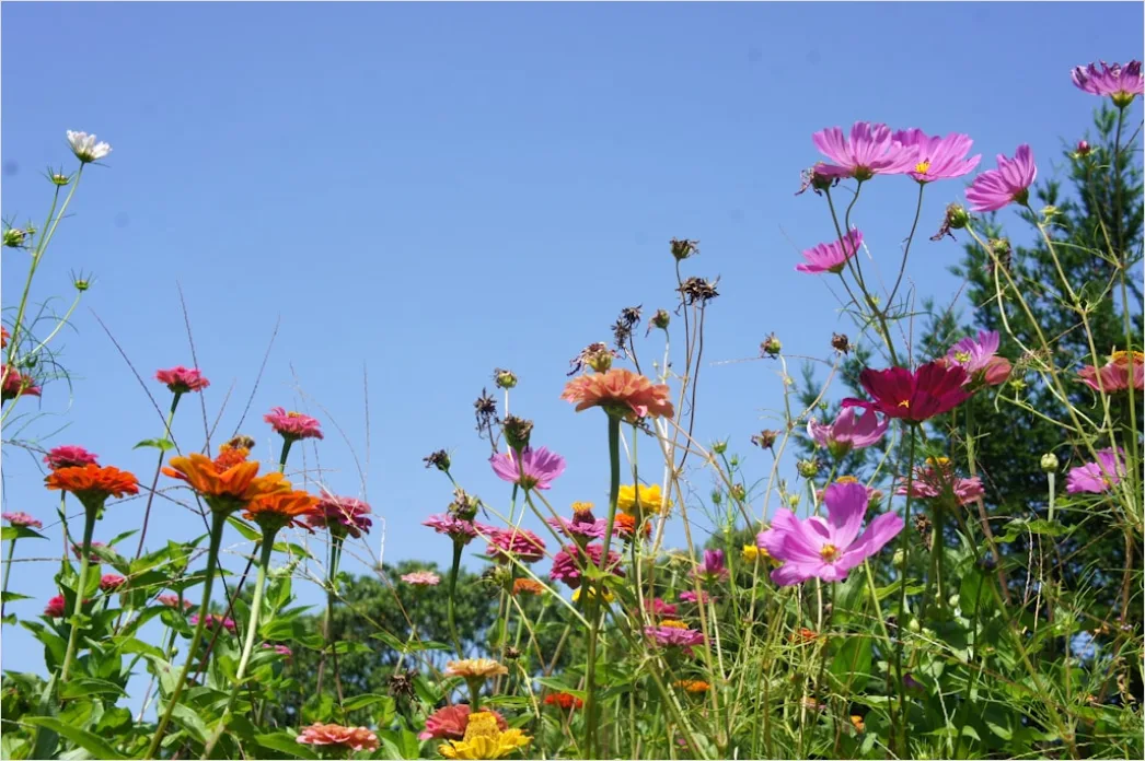Detail Wiesenblumen Wildblumen Sommer Bunt Number 4