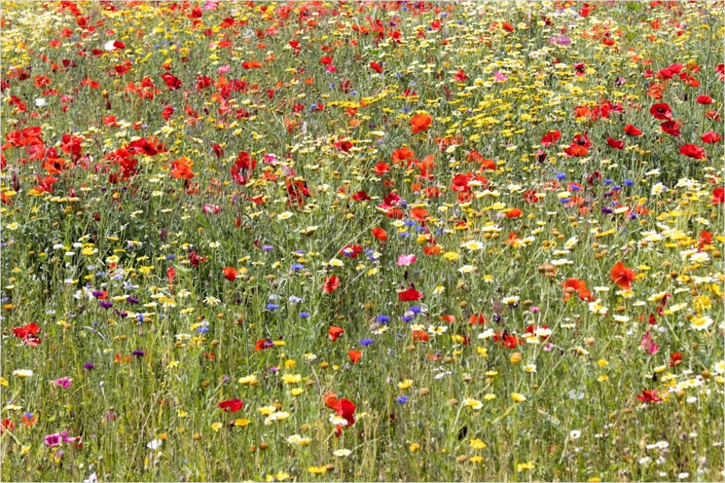 Detail Wiesenblumen Wildblumen Sommer Bunt Number 5